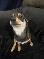 Alex, a male Chihuahua for sale in Jackson, KY – Photo 3 of 3