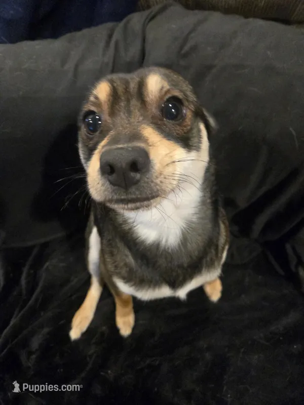 Alex, a male Chihuahua for sale in Jackson, KY – Photo 1 of 3