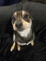 Alex, a male Chihuahua for sale in Jackson, KY – Photo 1 of 3