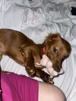 Zoe Allegra, a female Miniature Dachshund for sale in Killeen, TX – 8 of 10