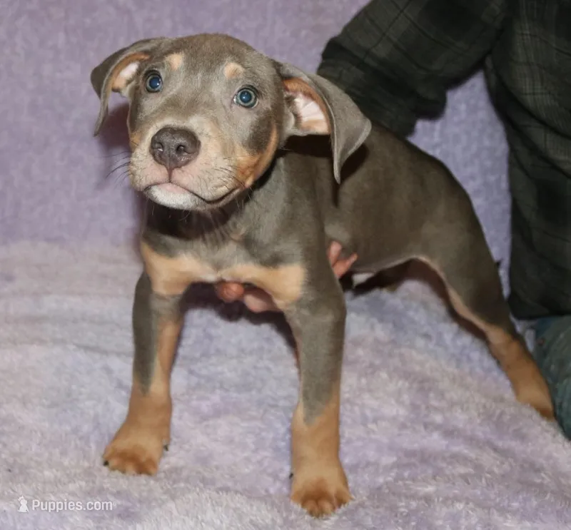 Male – American Pit Bull Terrier puppy for sale in Fargo, ND