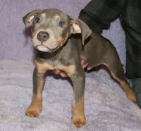 Male, a male American Pit Bull Terrier for sale in Fargo, ND – 1 of 1