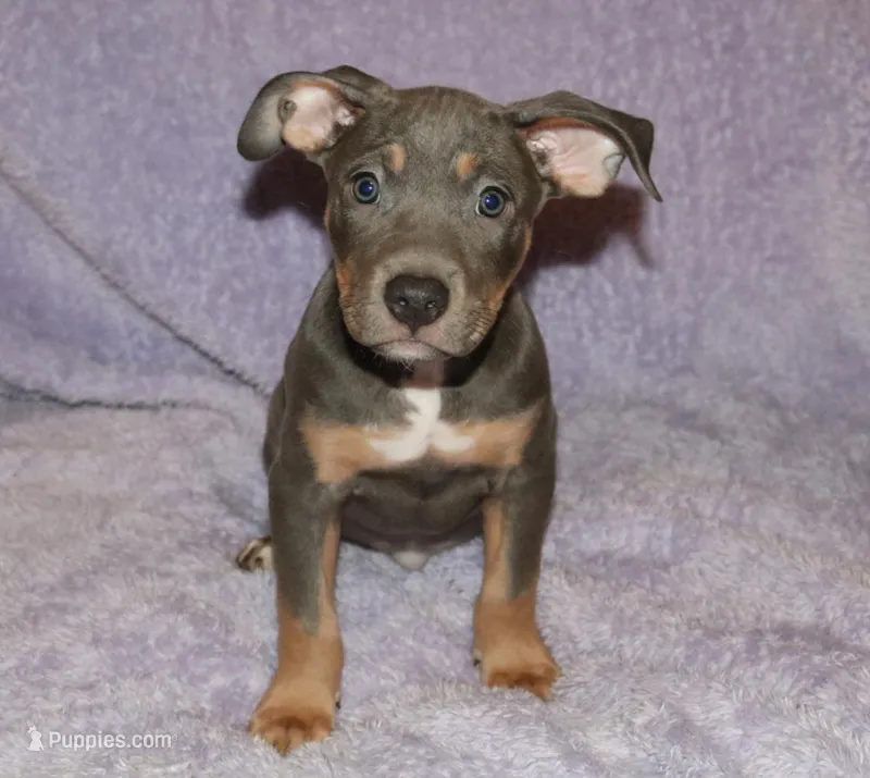 Female – American Pit Bull Terrier puppy for sale in Fargo, ND
