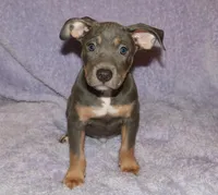 Female, a female American Pit Bull Terrier for sale in Fargo, ND – 1 of 1