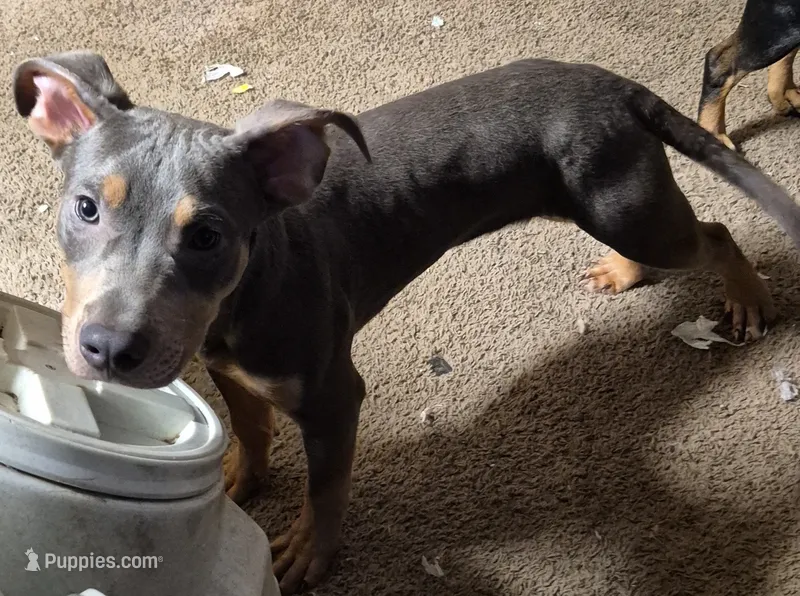Male – American Pit Bull Terrier puppy for sale in Fargo, ND