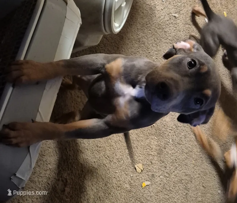 Female – American Pit Bull Terrier puppy for sale in Fargo, ND