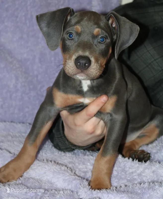 Male, a male American Pit Bull Terrier for sale in Fargo, ND – Photo 1 of 1