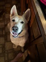 Ice, a male Dutch Shepherd for sale in Frankfort, IN – 1 of 8