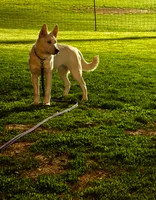 Ice, a male Dutch Shepherd for sale in Frankfort, IN – 7 of 8