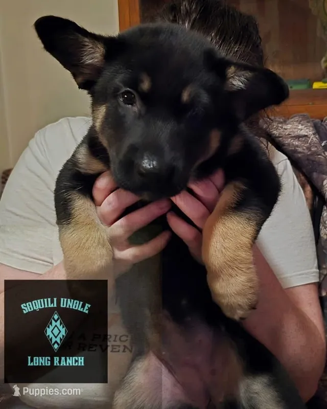 Abilene, a female Belgian Malinois and Dutch Shepherd for sale in Frankfort, IN – Photo 1 of 5