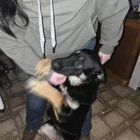 Abilene, a female Belgian Malinois and Dutch Shepherd for sale in Frankfort, IN – Photo 3 of 5