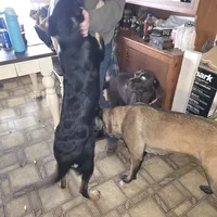 Abilene, a female Belgian Malinois and Dutch Shepherd for sale in Frankfort, IN – Photo 4 of 5