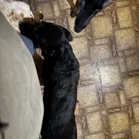 Abilene, a female Belgian Malinois and Dutch Shepherd for sale in Frankfort, IN – Photo 5 of 5