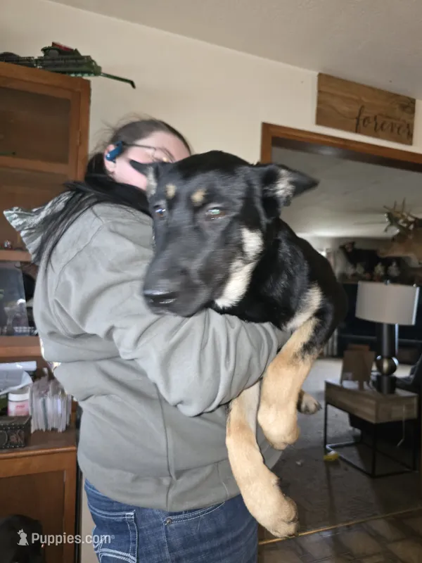 Abilene – Belgian Malinois, Dutch Shepherd puppy for sale in Frankfort, IN
