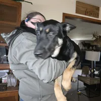 Abilene, a female Belgian Malinois and Dutch Shepherd for sale in Frankfort, IN – Photo 2 of 5