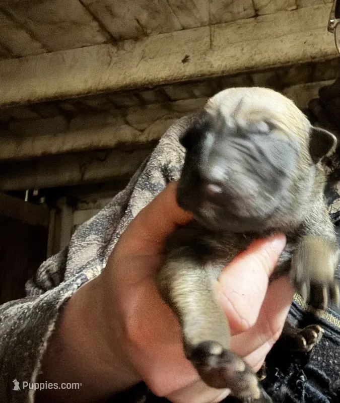 Odessa – Belgian Malinois puppy for sale in Frankfort, IN