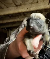Odessa, a female Belgian Malinois for sale in Frankfort, IN – 1 of 1