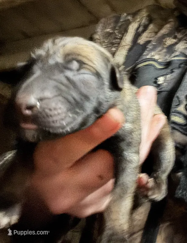 Austin – Belgian Malinois puppy for sale in Frankfort, IN