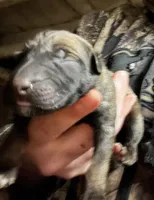 Austin, a male Belgian Malinois for sale in Frankfort, IN – 1 of 1