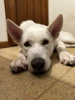 Ice, a male Dutch Shepherd for sale in Frankfort, IN – 5 of 8