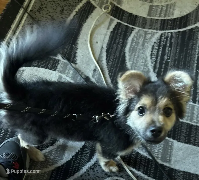 Marcel – Pomeranian puppy for sale in Oak Park, MI