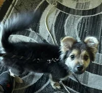Marcel, a male Pomeranian for sale in Oak Park, MI – 1 of 3