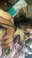 Marcel, a male Pomeranian for sale in Oak Park, MI – 3 of 3
