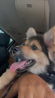 Marcel, a male Pomeranian for sale in Oak Park, MI – 2 of 3
