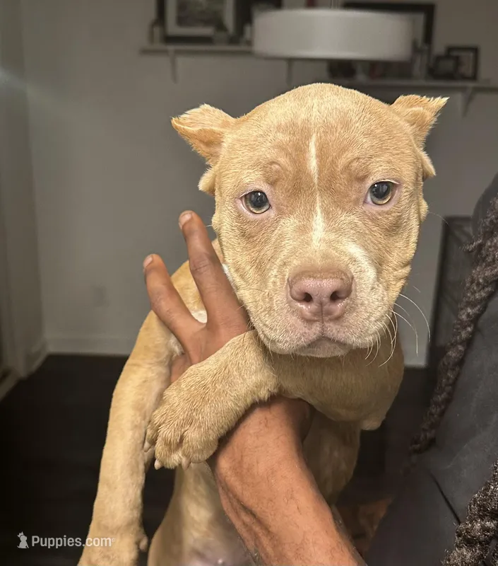 Brindle Female – American Bully puppy for sale in Nashville, TN