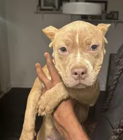 Brindle Female, a female American Bully for sale in Nashville, TN – Photo 1 of 2