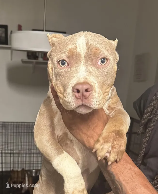 Tri – American Bully puppy for sale in Nashville, TN