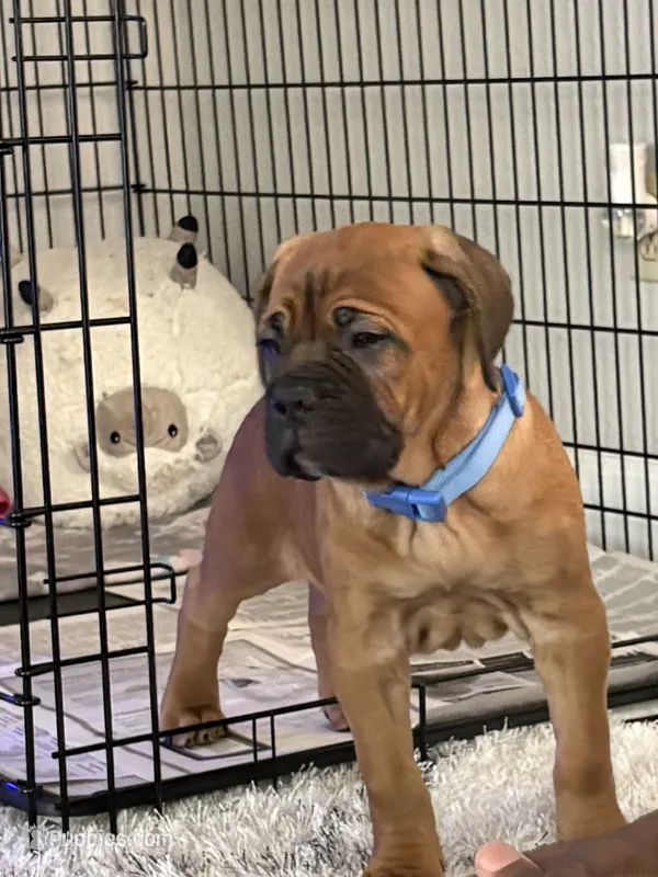 Bruno – Cane Corso puppy for sale in St. Louis, MO