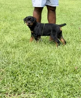 Male 1 , a male Rottweiler for sale in Columbia, SC – 2 of 2