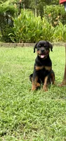 Male 2, a male Rottweiler for sale in Columbia, SC – 3 of 3