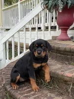 Male 2, a male Rottweiler for sale in Columbia, SC – 1 of 3