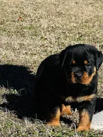 processed/e403de1b-0d47-46fa-9176-88c354d6d17e/listing/e2845ad5-7a08-429e-befd-a250a0c6df22/531ec45f-8e11-4f11-8180-52a5a99fcef6