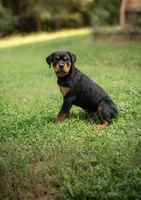 Male 2, a male Rottweiler for sale in Columbia, SC – 2 of 3