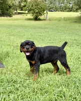Male 1 , a male Rottweiler for sale in Columbia, SC – 1 of 2