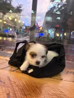 Puppy 3, a male Jack Russell Terrier and Shih Tzu for sale in Sanford, FL – 7 of 8