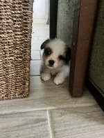 Puppy 3, a male Jack Russell Terrier and Shih Tzu for sale in Sanford, FL – 2 of 8
