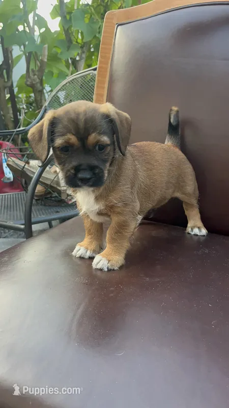 Puppy 3 – Jack Russell Terrier, Shih Tzu puppy for sale in Sanford, FL