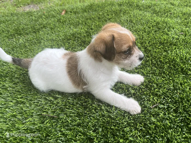 Puppy 2 – Jack Russell Terrier, Shih Tzu puppy for sale in Sanford, FL