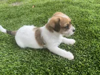 Puppy 2, a female Jack Russell Terrier and Shih Tzu for sale in Sanford, FL – 1 of 4