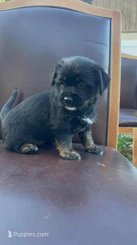 puppy 1 – Jack Russell Terrier, Shih Tzu puppy for sale in Sanford, FL