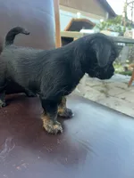 puppy 1, a female Jack Russell Terrier and Shih Tzu for sale in Sanford, FL – Photo 7 of 7