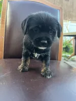 puppy 1, a female Jack Russell Terrier and Shih Tzu for sale in Sanford, FL – Photo 4 of 7