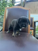 puppy 1, a female Jack Russell Terrier and Shih Tzu for sale in Sanford, FL – Photo 6 of 7