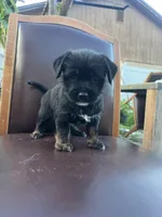 puppy 1, a female Jack Russell Terrier and Shih Tzu for sale in Sanford, FL – Photo 5 of 7