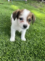Puppy 4, a female Jack Russell Terrier and Shih Tzu for sale in Sanford, FL – 2 of 5