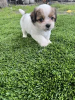 Puppy 1, a female Jack Russell Terrier and Shih Tzu for sale in Sanford, FL – 4 of 4